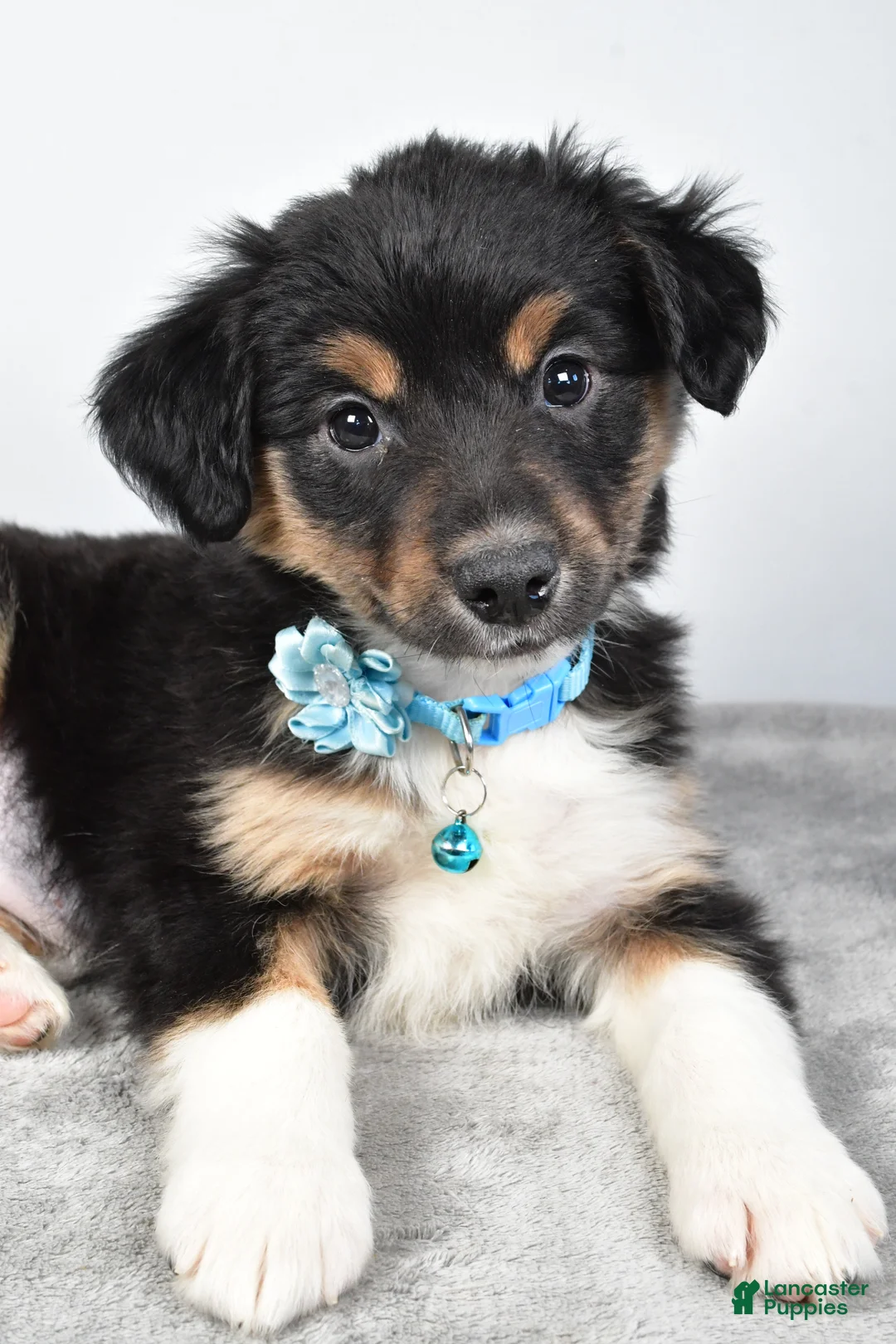 Miniature Australian Shepherd dogs for sale: Ocean - Ad 6