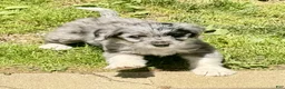 Mini Aussiedoodle dogs for sale: Cici - Ad 4
