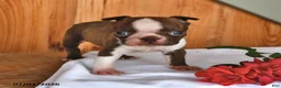 Boston Terrier dogs for sale: Heidi - Ad 5