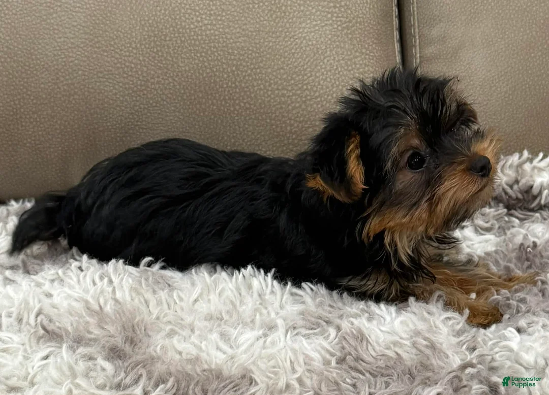 Yorkshire Terrier dogs for sale: Tank - Ad 6