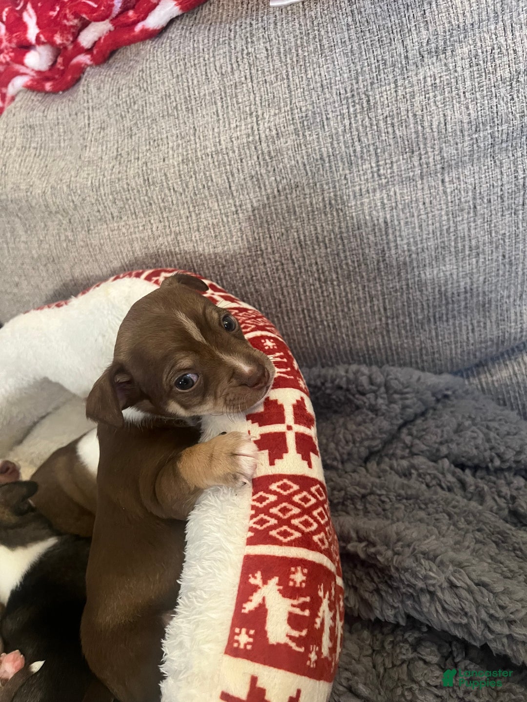 Chihuahua dogs for sale: Chihuahua Puppy 1 - Ad 2