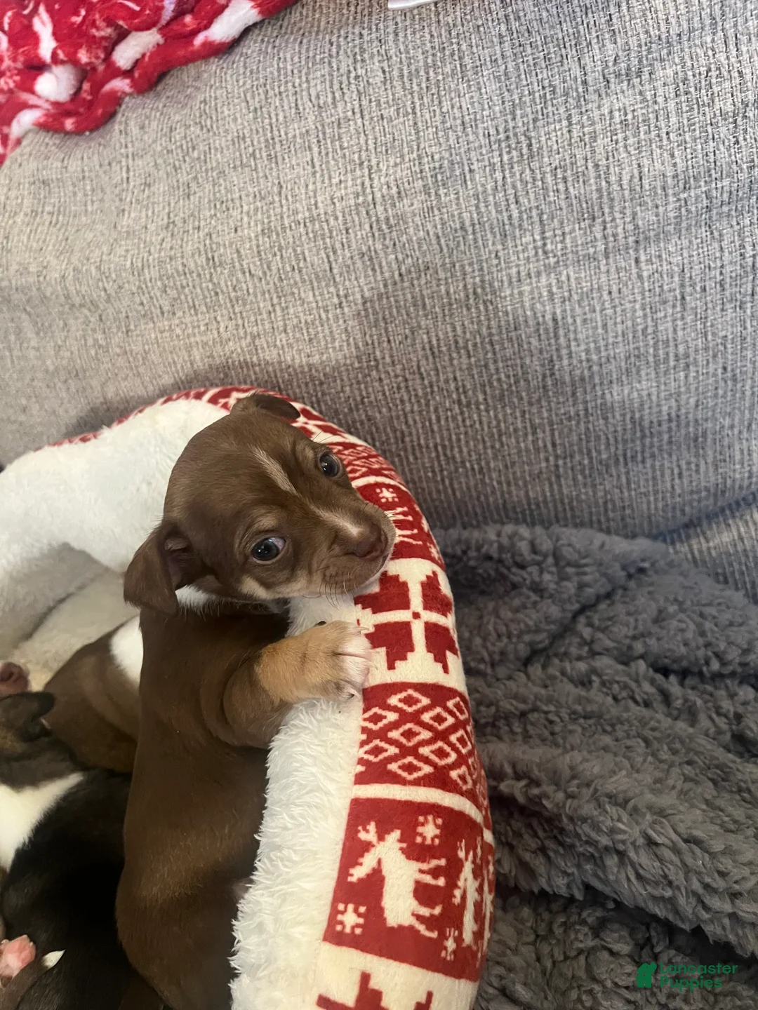 Chihuahua dogs for sale: Chihuahua Puppy 1 - Ad 3