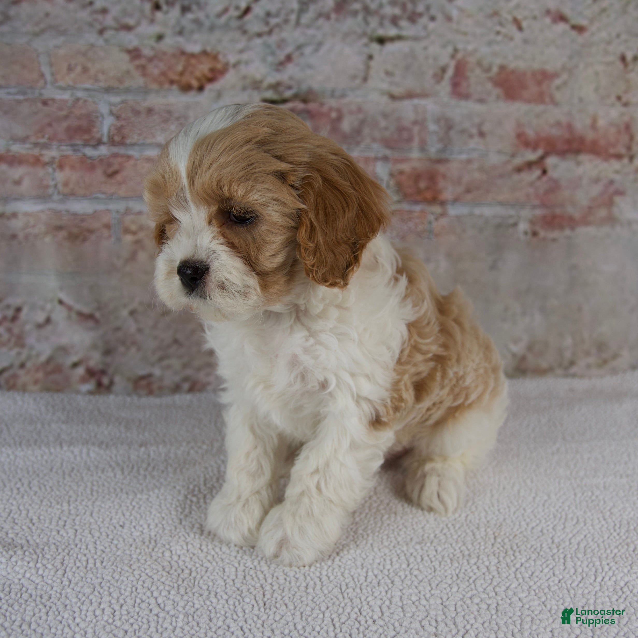 Cavapoo dogs Caspian - Ad 2