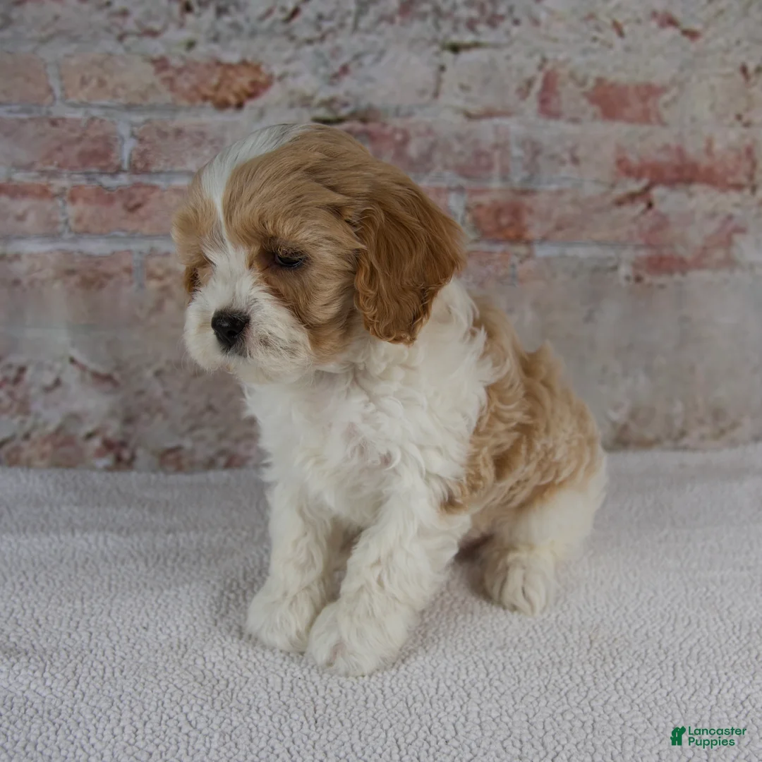 Cavapoo dogs for sale: Caspian - Ad 2