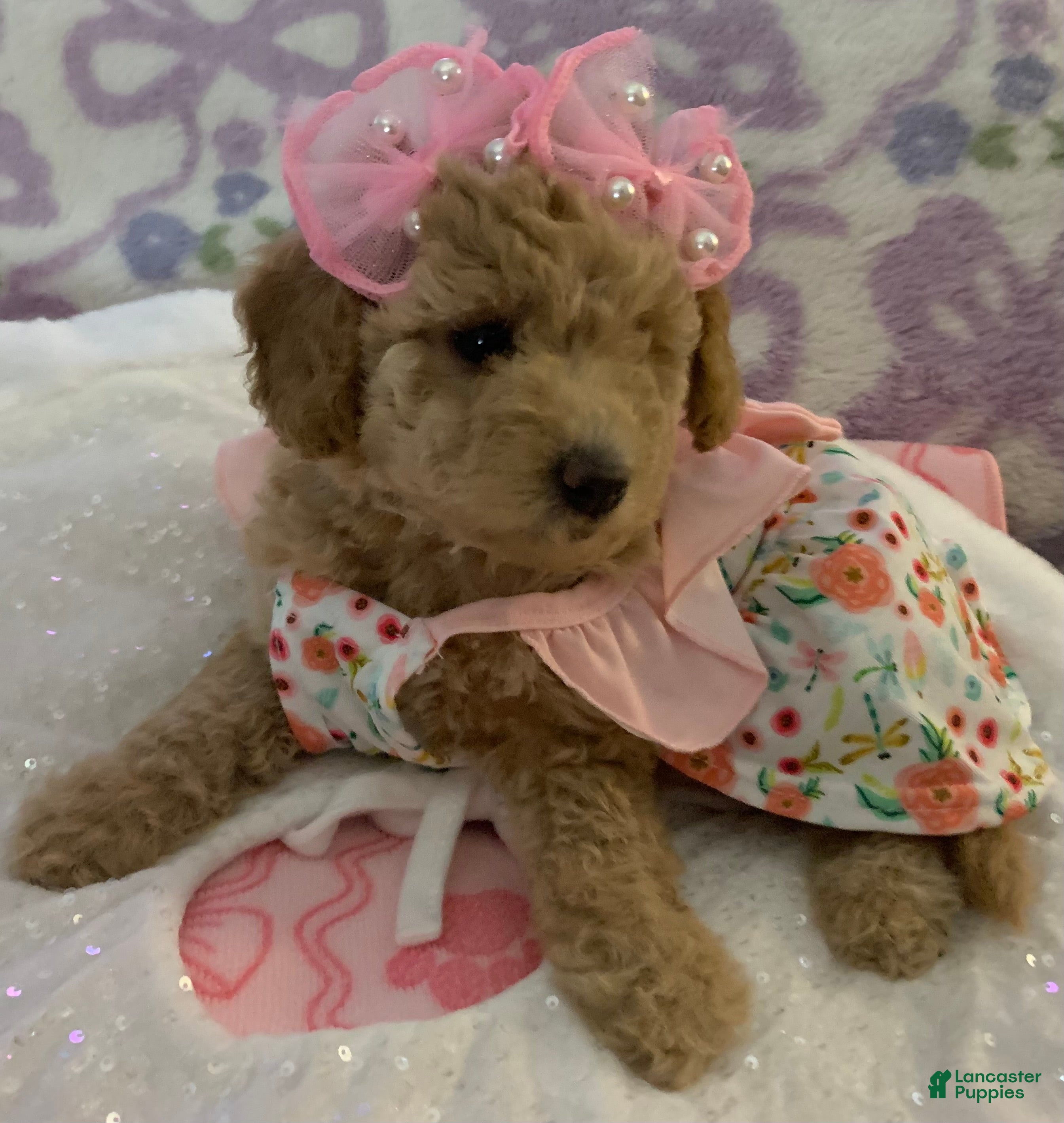 Maltipoo dogs Maltipoo Puppy 4 - Ad 11