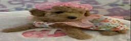 Maltipoo dogs for sale: Maltipoo Puppy 4 - Ad 1