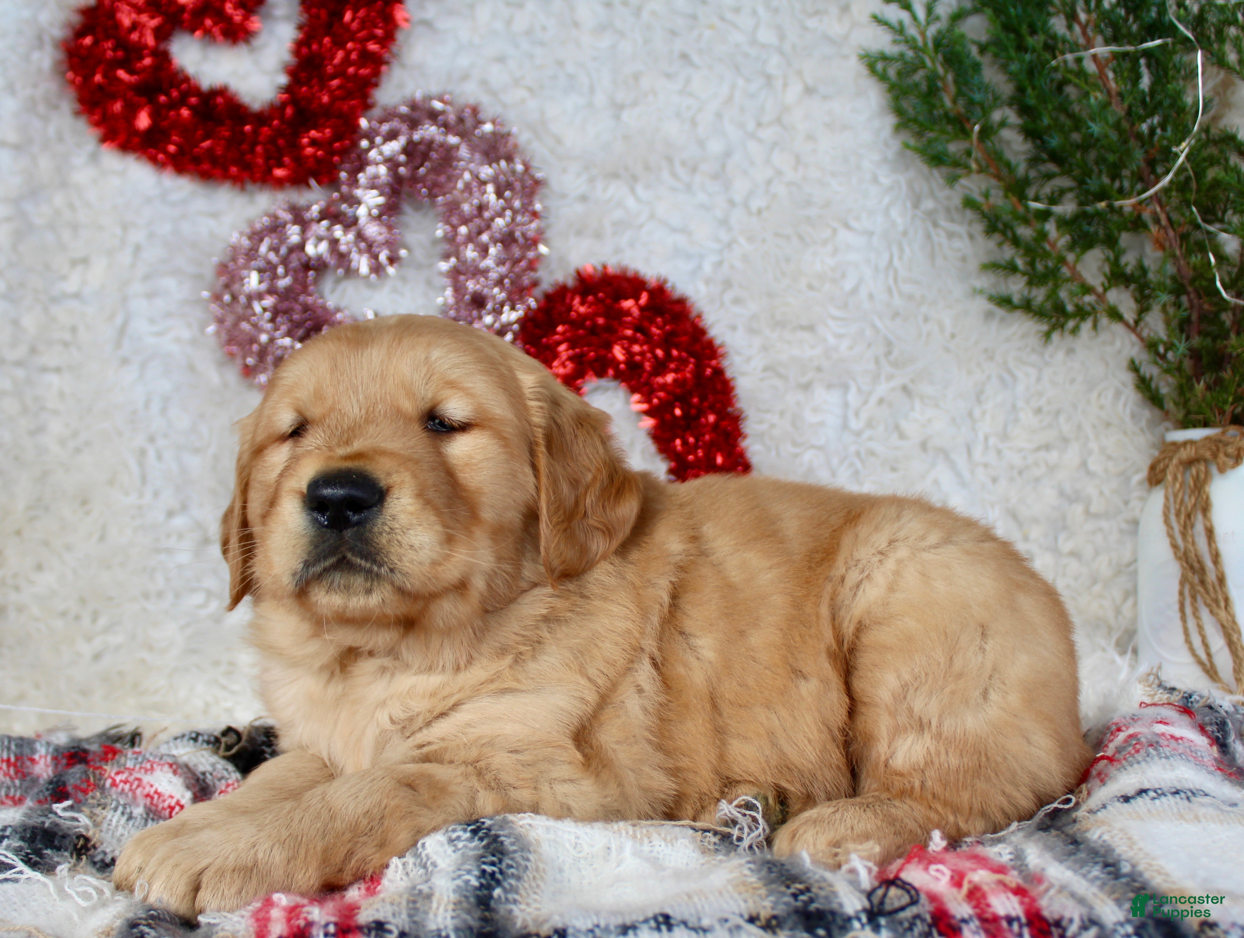 Golden Retriever dogs Golden Retriever Puppy Male 1 - Ad 2