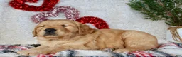 Golden Retriever dogs for sale: Golden Retriever Puppy Male 1 - Ad 2