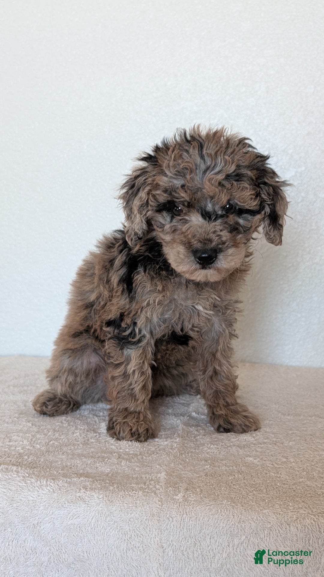 Mini Bernedoodle dogs for sale: Vanessa  - Ad 2