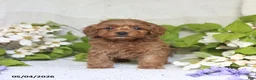 Cockapoo dogs for sale: Joy - Ad 3