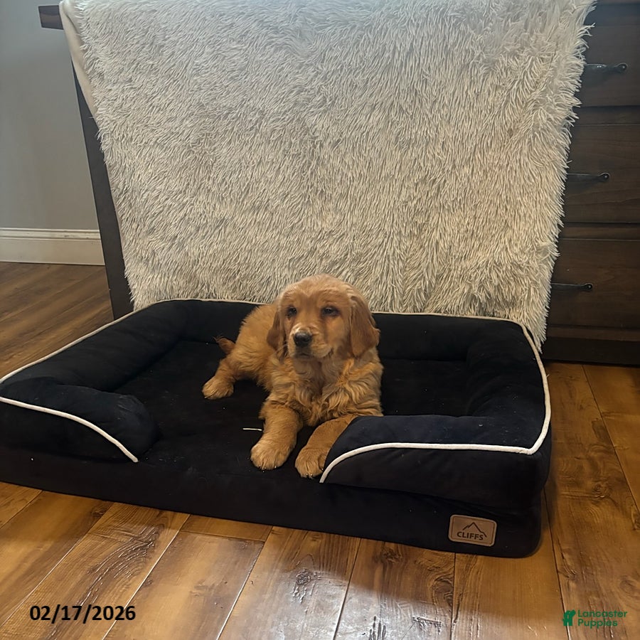 Golden Retriever dogs Lily - Ad 2