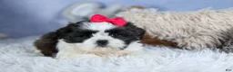 Shih Tzu dogs for sale: HONEY - Ad 13