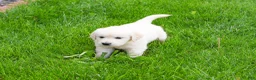 Golden Retriever dogs for sale: Brody  - Ad 1