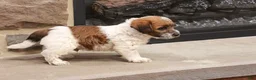 Jackapoo dogs for sale: Jonathan - Ad 7