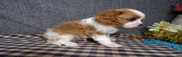 Cavalier King Charles Spaniel dogs for sale: Charlie - Ad 6