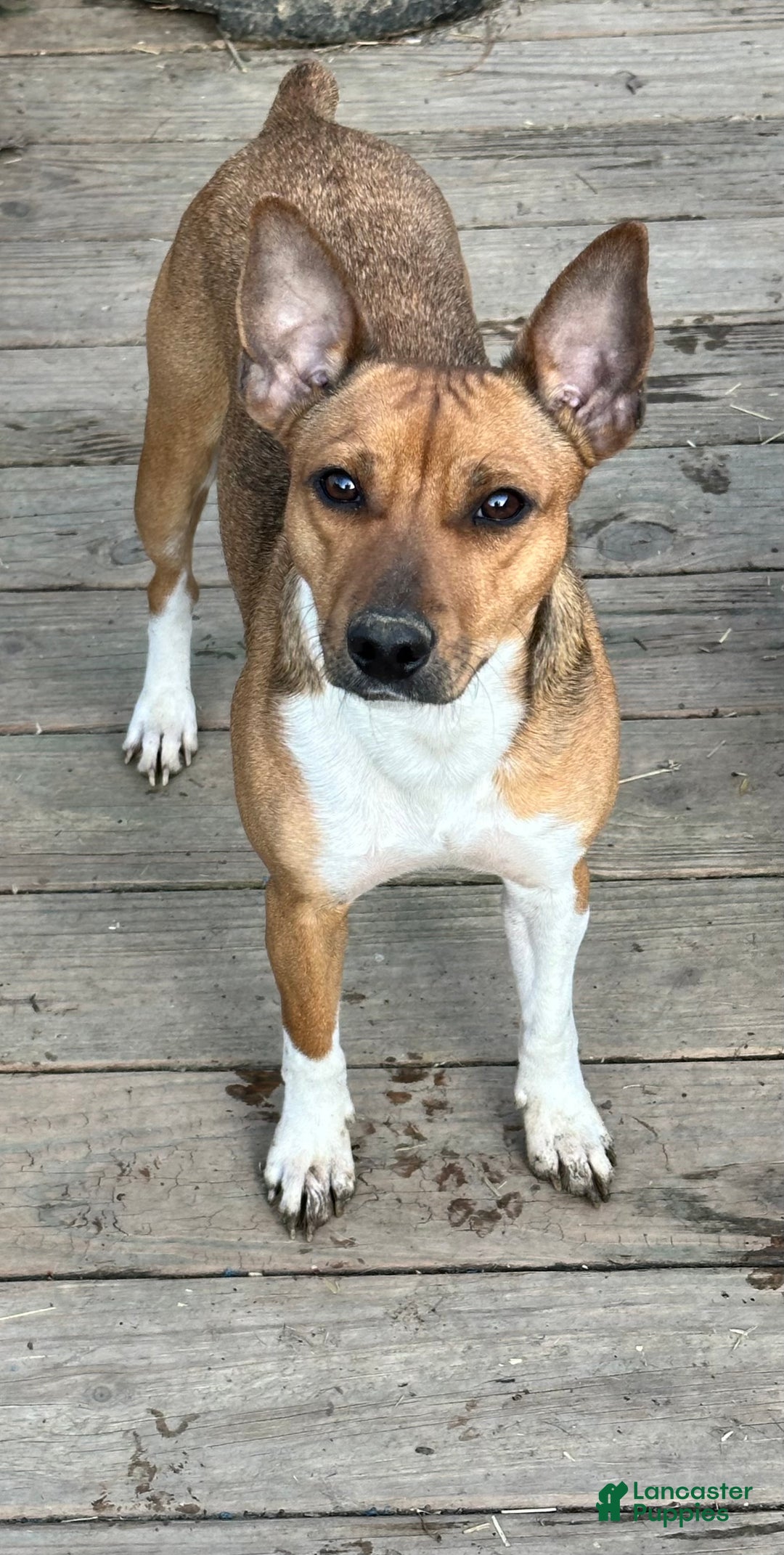 Rat Terrier dogs for sale: NATALIE - Ad 2