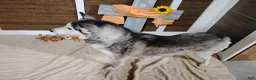 Siberian Husky dogs for sale: Avery  - Ad 8