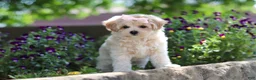Maltipoo dogs for sale: Penny - Ad 1