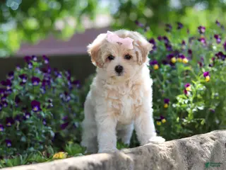 Maltipoo dogs for sale: Penny - Ad 4