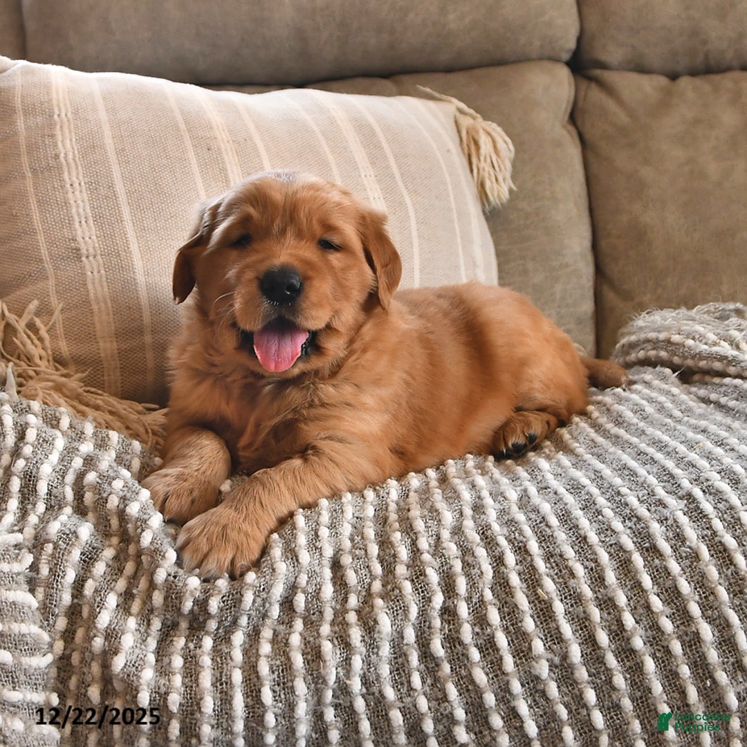 Golden Retriever dogs for sale: Royal King - Ad 1
