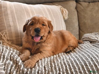 Golden Retriever dogs Royal King - Ad 14