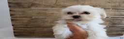 Maltipoo dogs for sale: Keera - Ad 8