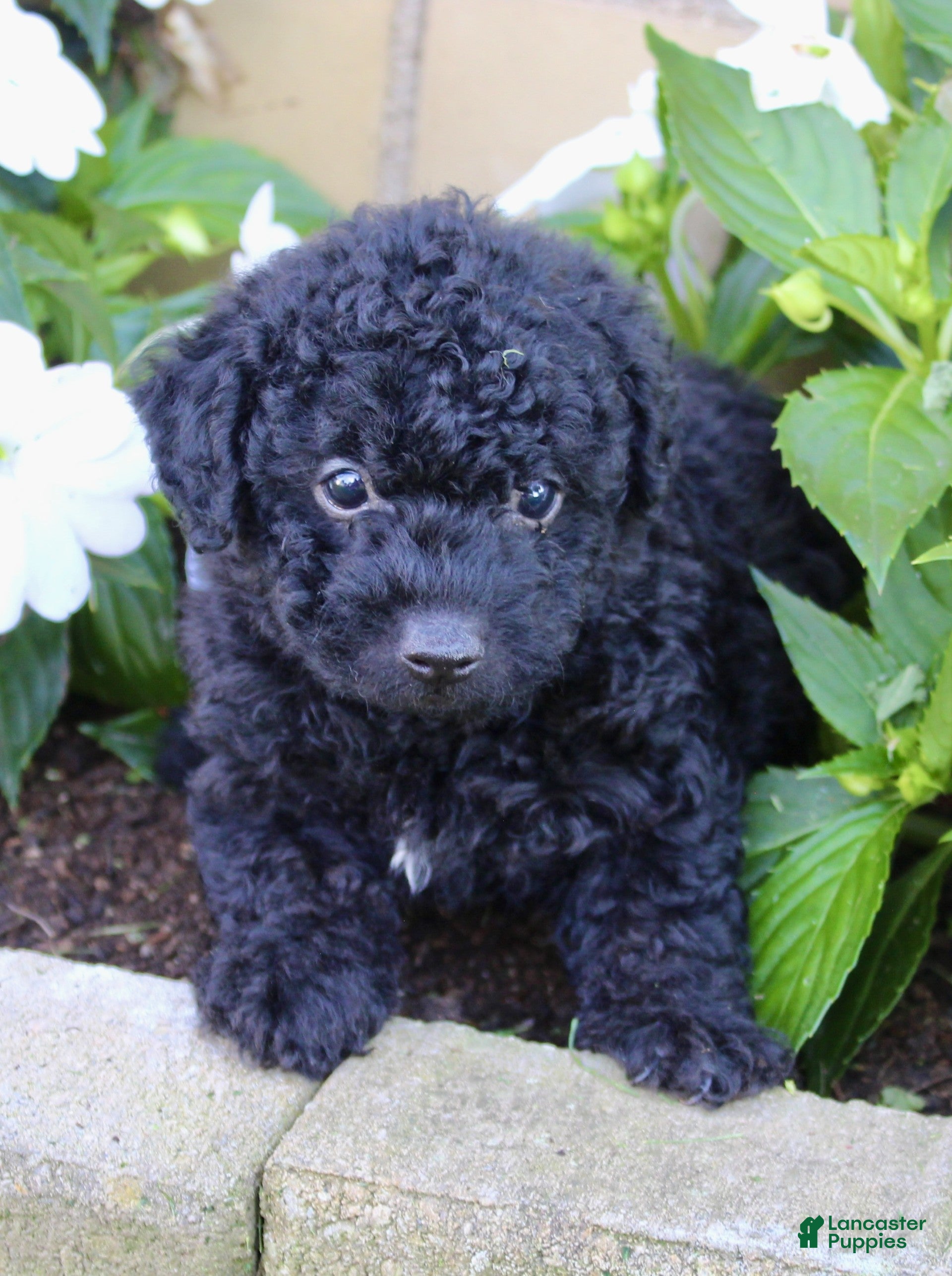 Yorkiepoo dogs Snickers - Ad 2