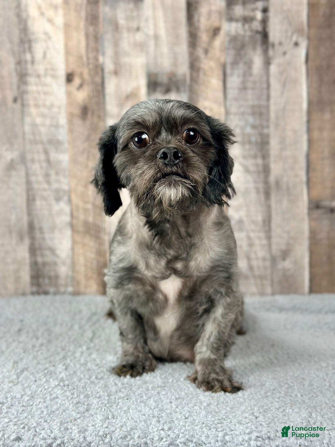 Shih Tzu dogs for sale: Hudson - Ad 5