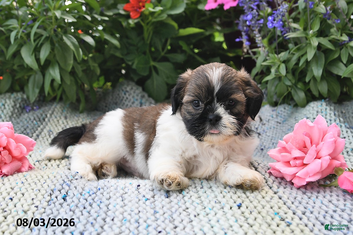 Shih Tzu dogs Oscar - Ad 2