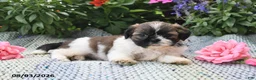 Shih Tzu dogs for sale: Oscar - Ad 2