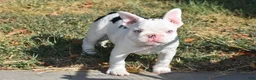 French Bulldog dogs for sale: French Bulldog 7 - Ad 2