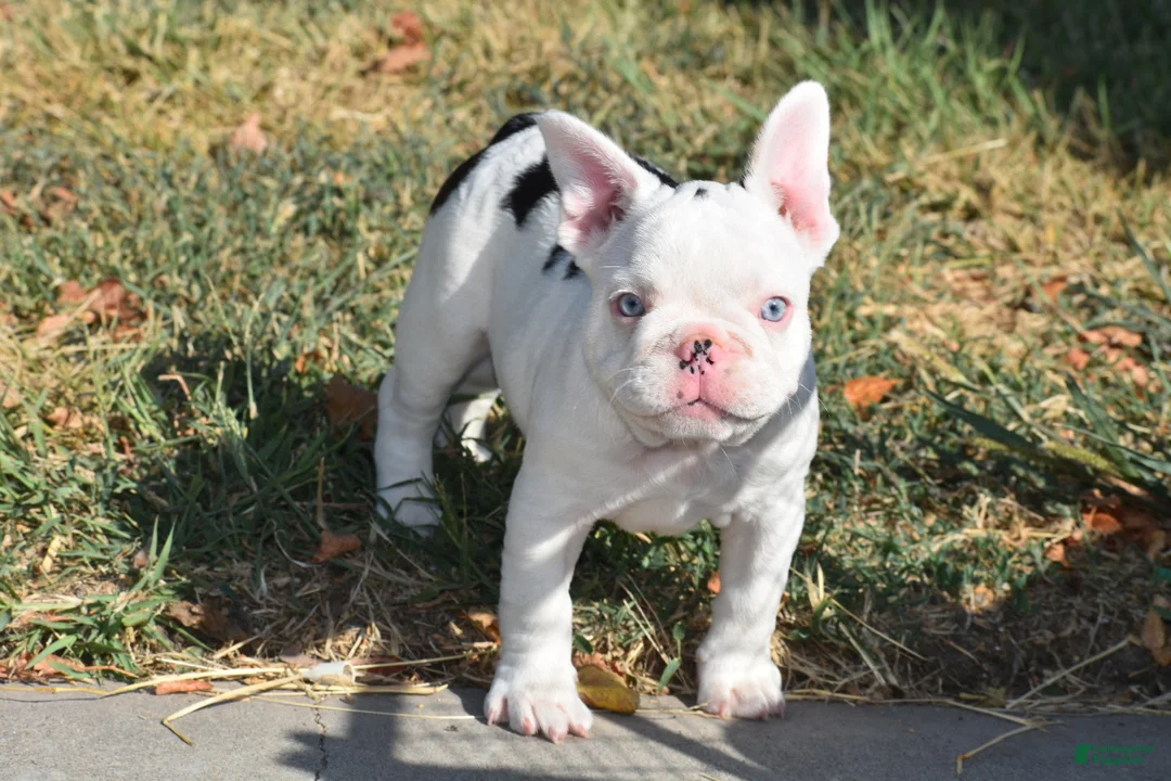 French Bulldog dogs for sale: French Bulldog 7 - Ad 2