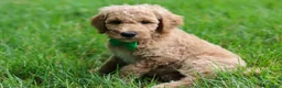 Standard Poodle dogs for sale: Leo - Ad 15