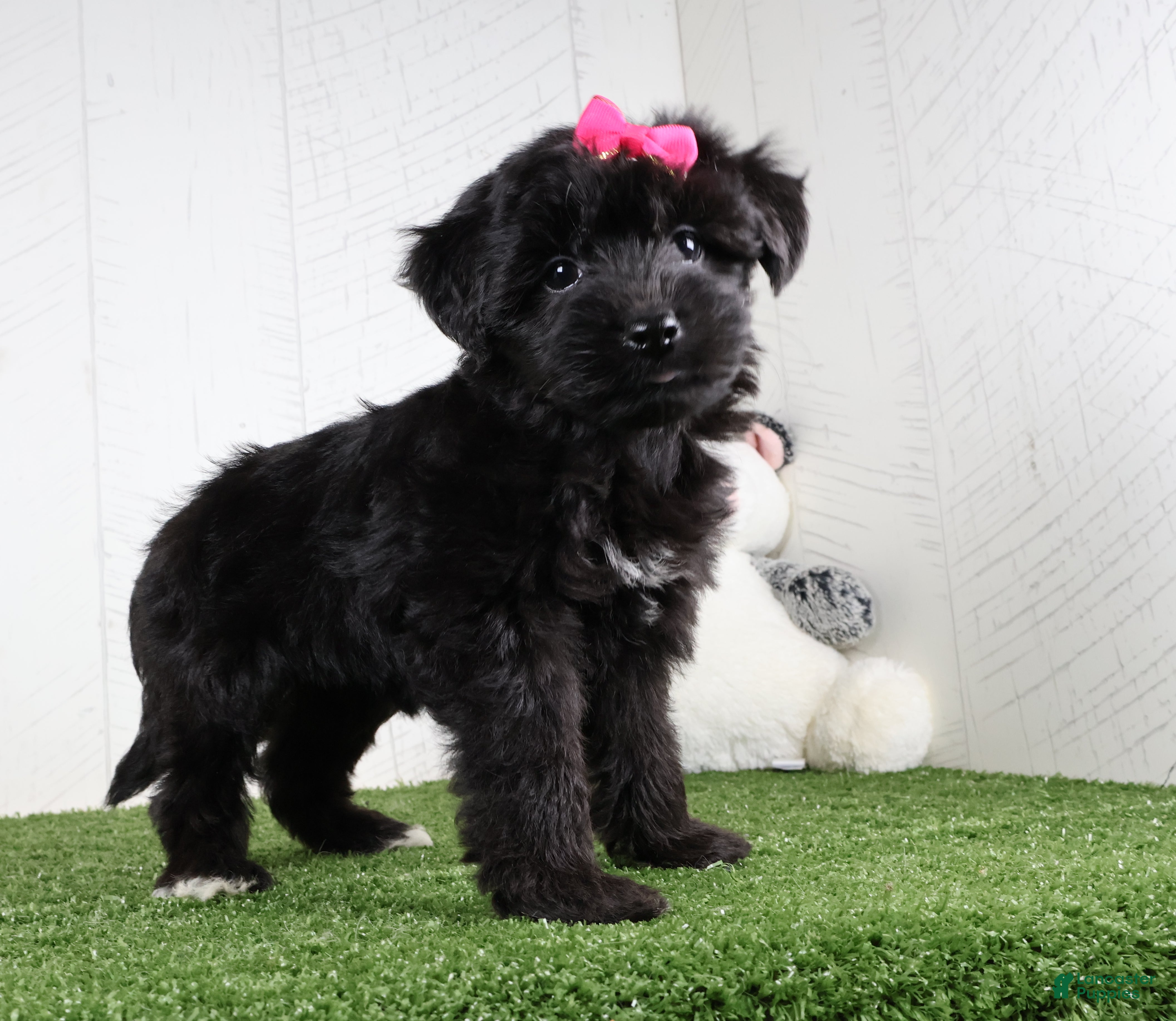 Yochon dogs Stella - Ad 2