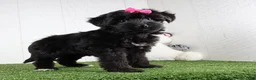Yochon dogs for sale: Stella - Ad 2