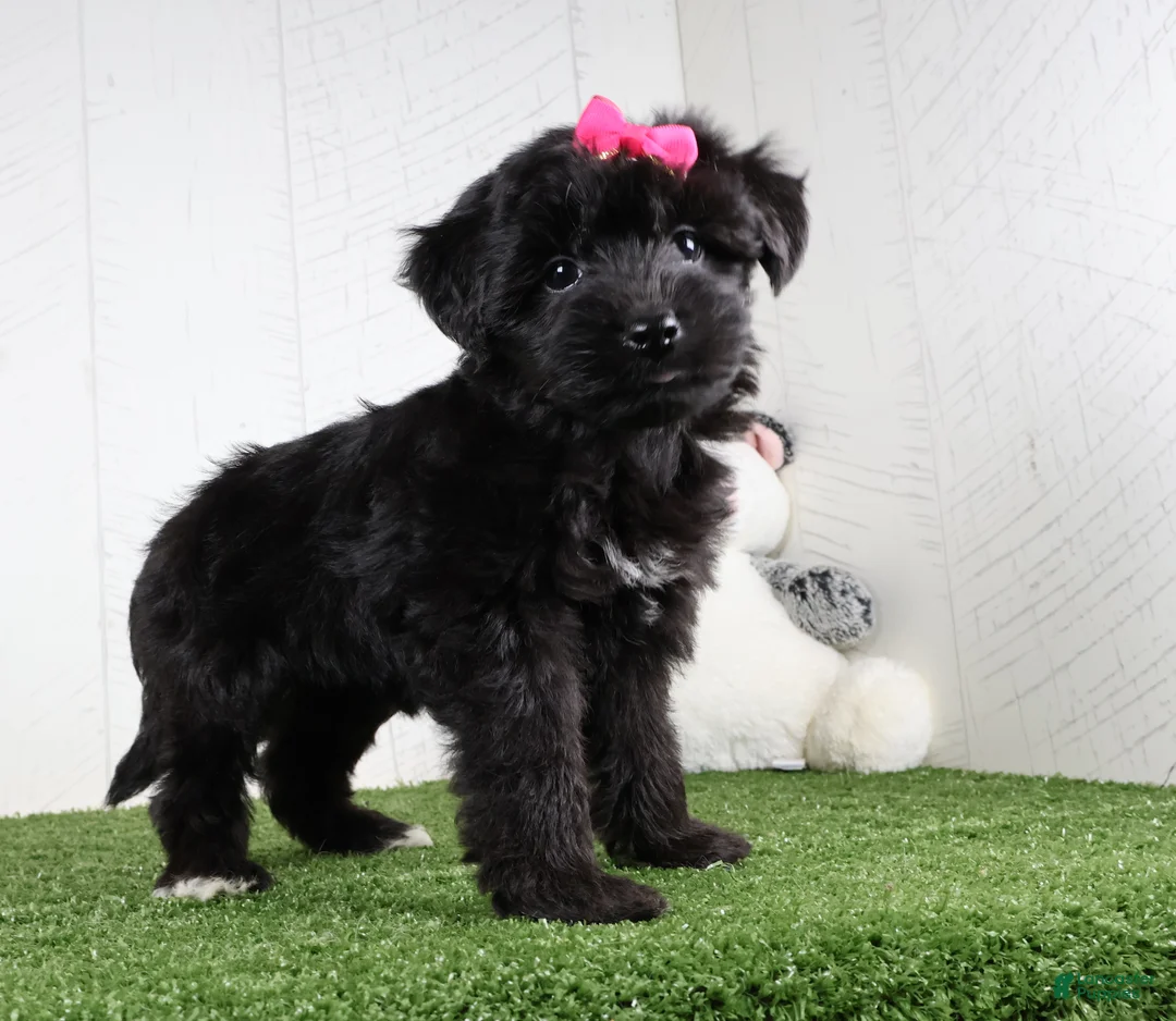 Yochon dogs for sale: Stella - Ad 2