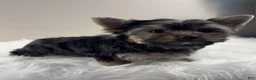Yorkshire Terrier dogs for sale: AJ - Ad 5