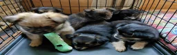 Mixed Breed dogs for sale: Betsy Ross - Ad 6