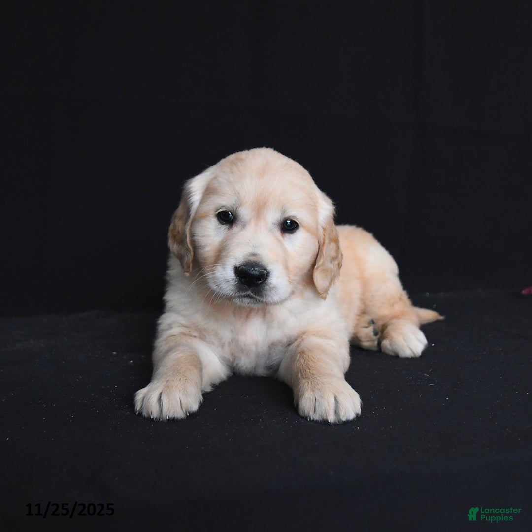 Golden Retriever dogs for sale: Ravenna  - Ad 3