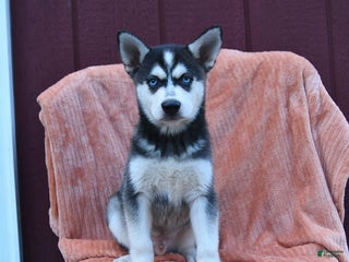 Alaskan Klee Kai dogs - Ad 1