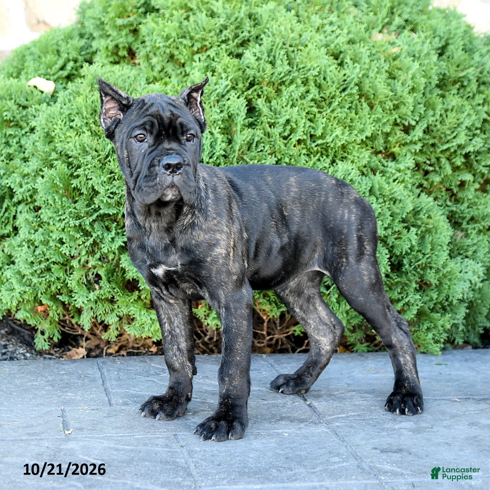 Cane Corso dogs for sale: Rochelle - Ad 2