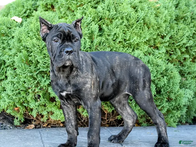 Cane Corso dogs for sale: Rochelle - Ad 2