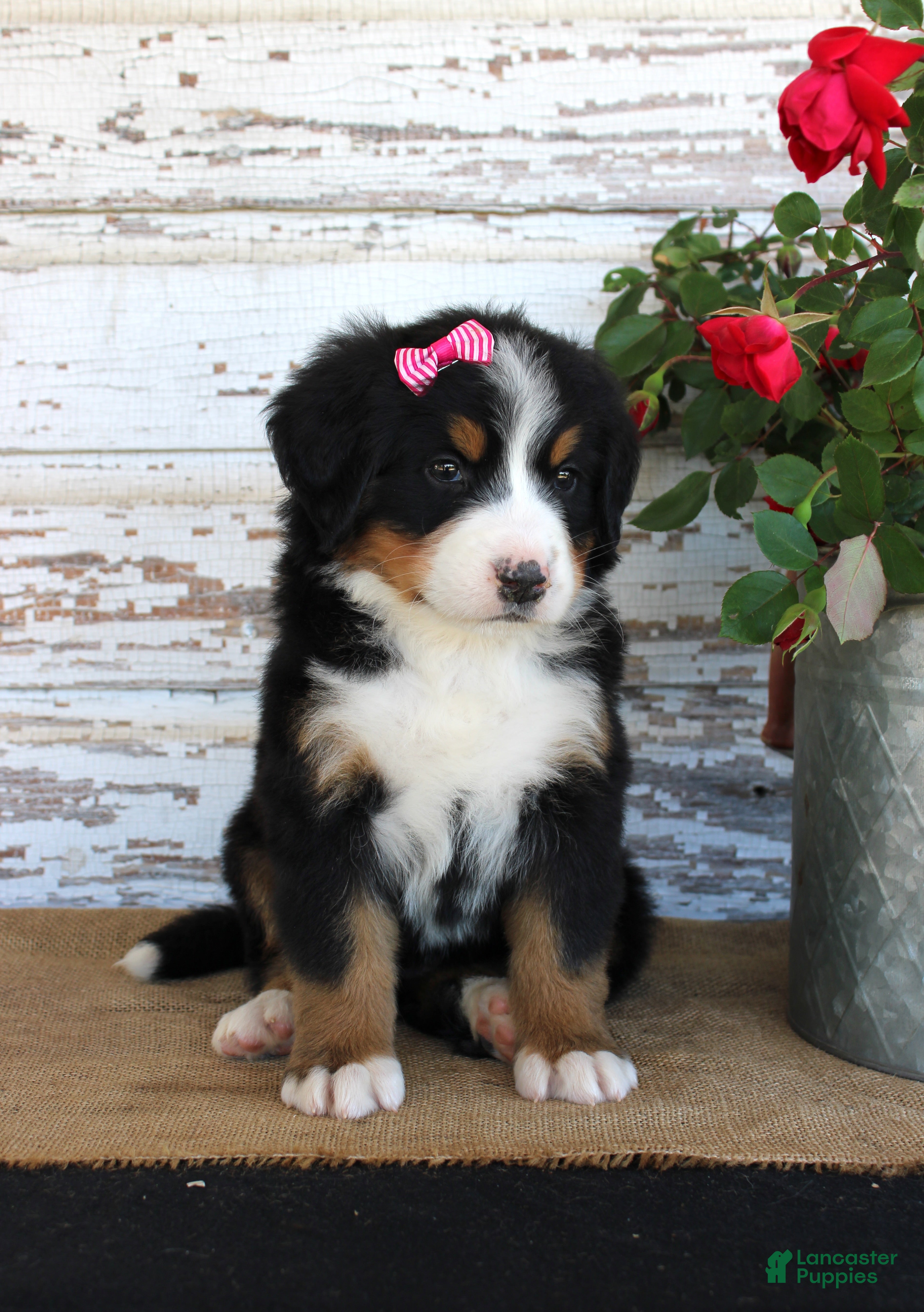 Bernese Mountain Dog dogs Mystic - Ad 14