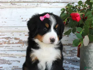 Bernese Mountain Dog dogs Mystic - Ad 14