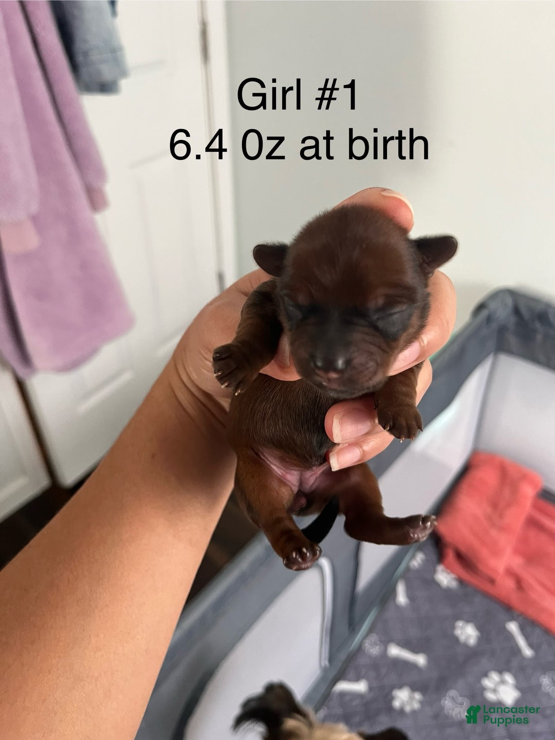 Yorkshire Terrier dogs for sale: Yorkshire Terrier Puppy 2 - Ad 6