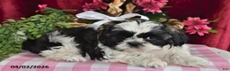 Shih Tzu dogs for sale: Rocco - Ad 1
