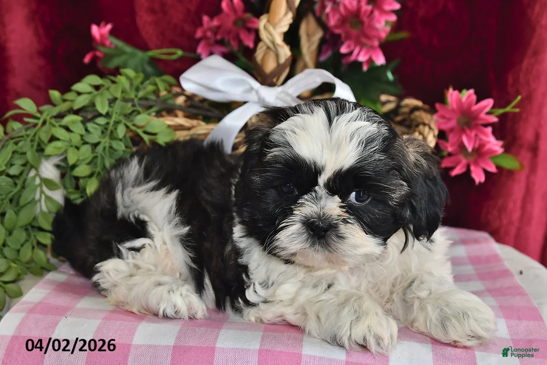 Shih Tzu dogs for sale: Rocco - Ad 1