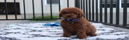 Miniature Poodle dogs for sale: Simba  - Ad 7