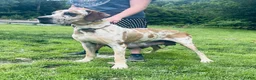 Great Dane dogs for sale: Francesca  - Ad 6