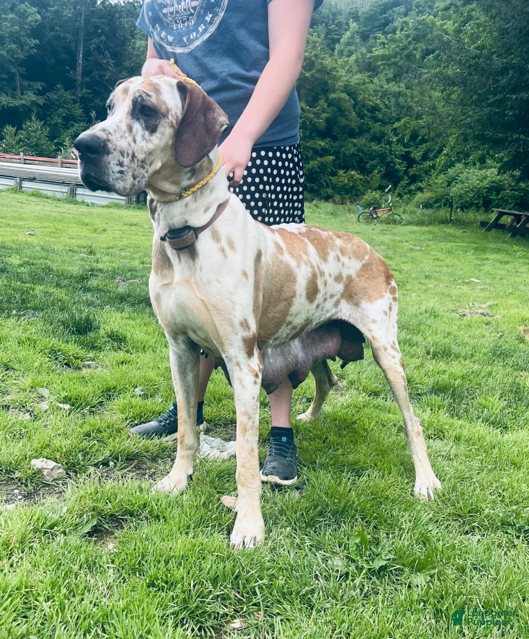 Great Dane dogs for sale: Francesca  - Ad 6